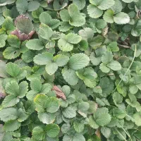 نهال توت فرنگی|گل و گیاه طبیعی|مزرعه کتول, |دیوار