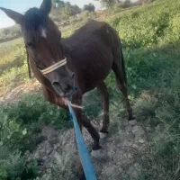 اسب|اسب و تجهیزات اسب‌سواری|شوش, |دیوار