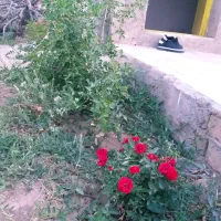باغ تفریحی فنس کشی شده نقلی با آب معاوضه با ماشین|فروش خانه و ویلا|ابهر, |دیوار