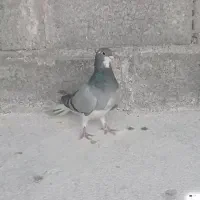 کبوتر معاوضه