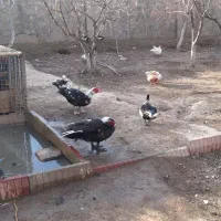 ارک اسراییلی