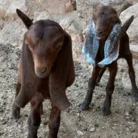 بز زائیده|حیوانات مزرعه|بردسکن, |دیوار