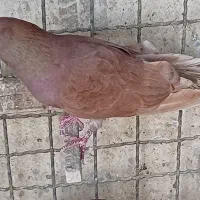 کبوتر کاشانی ناب