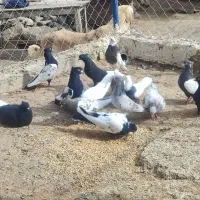 فروش کبوتر تهرانی|پرنده|تیکمه داش, |دیوار