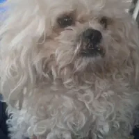 سگ شیتزو|سگ|تهران, فاطمی|دیوار