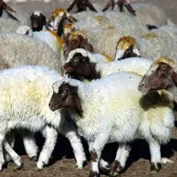 گوسفند نگهداری میکنم