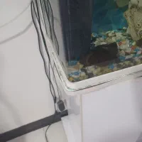 اکواریوم شرکتی شیشه خم|ماهی|چهاردانگه (تهران), |دیوار