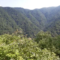 گمشده مدال طلا