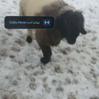 (فورش فوری)۴ راس قوچ و بره تخمی|حیوانات مزرعه|ناغان, |دیوار