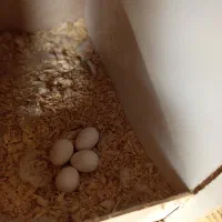 طوطی عروس مولد|پرنده|محمدشهر, ولدآباد|دیوار