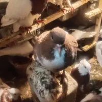 کبو تتر|پرنده|سبزوار, امیر کبیر|دیوار