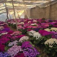 سینره|گل و گیاه طبیعی|پاکدشت, پاکدشت (مامازند)|دیوار