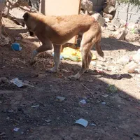 سگ نگهبان وگله|سگ|جوین, |دیوار