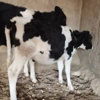 فروش گوساله