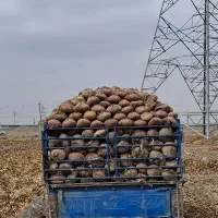 چغندر چقندر خوراک میش بره گاو گوساله