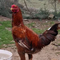 خروس، لاری ، محلی ، گردن لخت|حیوانات مزرعه|شاندرمن, |دیوار