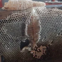 عسل کوهستان