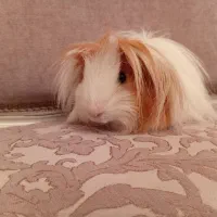 بچه خرگوش لوپ هلندی اصیل و خوکچه هندی فشن موبلند|موش و خرگوش|تهران, تهرانپارس شرقی|دیوار