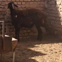 بره قوچ افشاری هترو