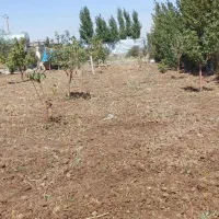 شخم زنی. قزوین(الموت وسایر اطراف حومه)