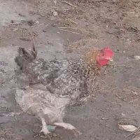مرغ تخم گذار