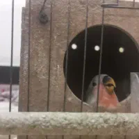 جفت طوطی برزیلی مولد