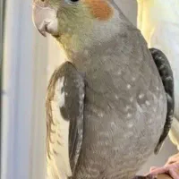 عروس هلندی گم شده