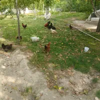 فروش مرغ وخروس محلی
