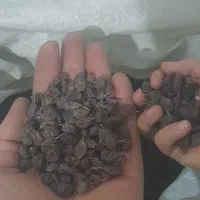 کشمش آفتابی پلویی|خوردنی و آشامیدنی|پاکدشت, پاکدشت (مامازند)|دیوار