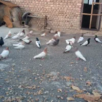 دوستداران کبوترکله ای و سینه ای تعدادده جفت یک جا