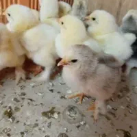 جوجه برهما|حیوانات مزرعه|نوشهر, |دیوار