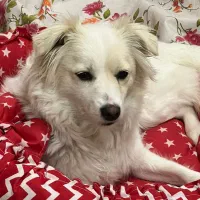 سگ نژاد اشپیتزه|سگ|تبریز, |دیوار