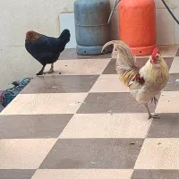 مرغ و خروس محلی خونگی