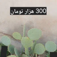 گل های طبیعی|گل و گیاه طبیعی|تربت جام, میان جام|دیوار