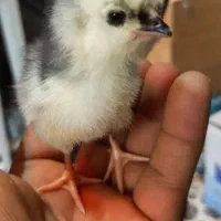 جوجه مرغ گلین و لوهمن آلمانی|حیوانات مزرعه|بندر کنگان, |دیوار