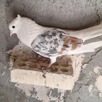 ماده نباتی گم کردم