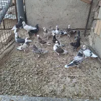 کبوتر