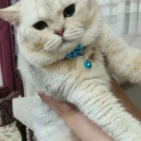 گربه بریتیش شورت هیر اصیل