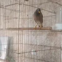 فروش پرنده برازجان