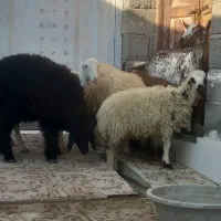 بره قوچ نره بز نقشی بز شیر مخصوص درخونه