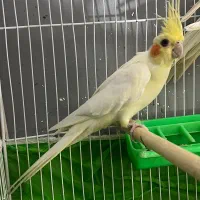 یکجفت طوطی عروس مولد|پرنده|بهشهر, |دیوار