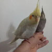 دو تا جوجه عروس هلندی دستی|پرنده|تهران, ارامنه|دیوار