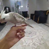 عروس هلندی (جوجه)