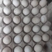 تخم نطفه دار گلین|حیوانات مزرعه|رشت, تازه آباد|دیوار