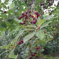 باغ 1000 متری مشجر،سند تکبرگ