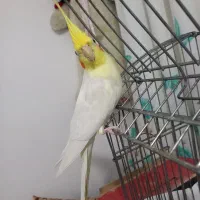 عروس پاریس هلندی