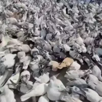 کود حیوانی فضله کفتر|خدمات باغبانی و درختکاری|رباط‌کریم, صبا باطری|دیوار