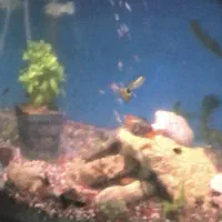 ساخت اکواریوم جزیره