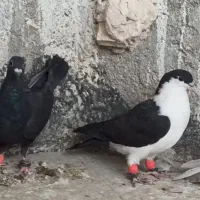 پنج عدد جوجه خوشرنگ ودورگ