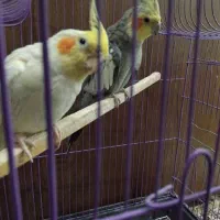 عروس هلندی|پرنده|کاشان, مشکات|دیوار